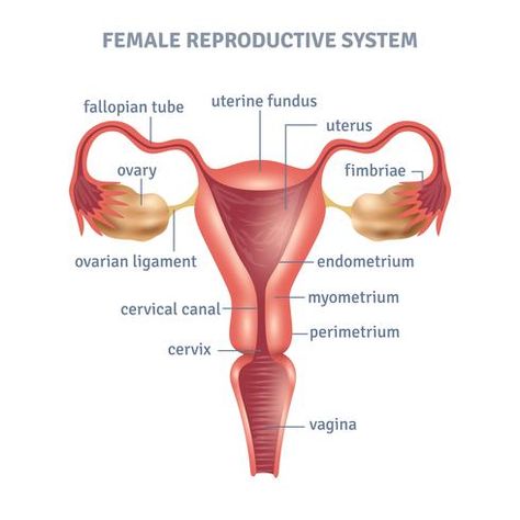 Uterus Poster Birth Control Methods, Medical Posters, Female Reproductive System, Polycystic Ovarian Syndrome, Fallopian Tubes, Medical Knowledge, Reproductive System, Female Anatomy, Anatomy And Physiology