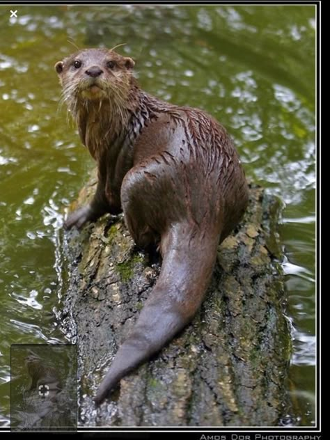 Otter Reference, Otter Photo, Otter Tattoo, River Otters, Otters Cute, Otter Love, Sea Otters, River Otter, British Wildlife