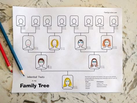 I created another worksheet to go along with the table that helps children gather data about inherited traits from their family members. I figured it would be fun to map out what they know o… Third Grade Science Activities, Genetics Activities, Tree Worksheet, Family Tree For Kids, Inherited Traits, Family Tree Worksheet, Life Science Activities, 7th Grade Science, Learned Behaviors