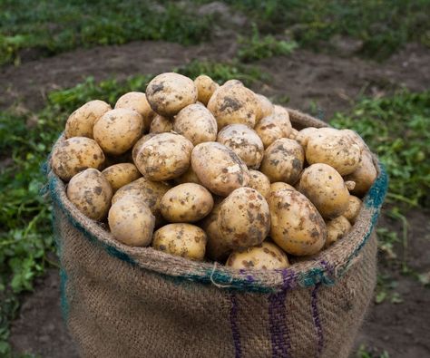 How to fertilize potatoes: expert tips for feeding crops | Tomato Plant Food, Container Potatoes, Tomato Fertilizer, How To Plant Carrots, High Energy Foods, Greek Potatoes, Types Of Potatoes, Easy Potato Salad, Seasoned Potatoes