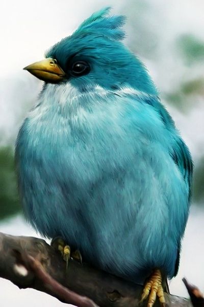 This little guy is such a pretty color, but I can't help wondering if he isn't photoshopped. He looks to me like a Cardinal. Bird Sitting, Kinds Of Birds, All Birds, Exotic Birds, Pretty Birds, Bird Photo, Colorful Birds, Angry Birds, Little Birds