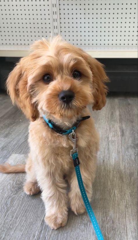 #haircut #puppy #cavoodle #grooming #doggroomingtips #cute #cutepuppy #fresh #cut Puppy Cavoodle, Puppy Grooming, Dog Grooming Tips, Puppy Breeds, Fresh Cut, Bingo, Cute Puppies, Hair Cuts, Puppies