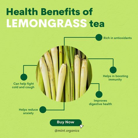 Lemon Grass Tea Benefits, Herbs Benefits, Healthy Teas Recipes, Fun Summer Drinks, Tea Health, Herbal Remedies Recipes, Turmeric Health, Lemongrass Tea, Tea Health Benefits