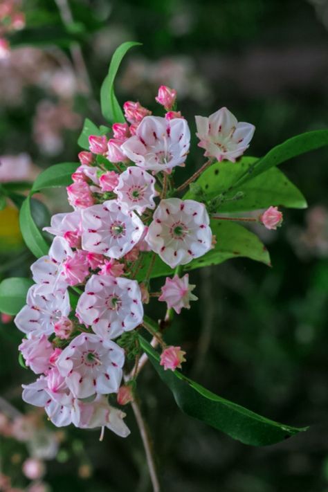 How to Grow Flowering, Evergreen Mountain Laurel Shrubs Shade Bushes, Laurel Shrub, Laurel Plant, Laurel Flower, Kalmia Latifolia, Vertical Vegetable Gardens, Heather Plant, Broadleaf Evergreen, Flower References