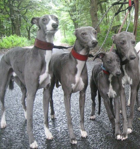 Whippets maybe? Or Iggy's? Grey Whippet, Blue Greyhound, Blue Italian Greyhound, Blue Whippet, Italian Greyhound Dog, Sight Hounds, Greyhound Art, Whippet Dog, Grey Hound Dog