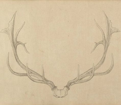 Deer Antler Tattoo, Antler Drawing, Antlers Drawing, Antler Tattoos, Antler Tattoo, Most Popular Tattoos, Up Tattoos, Cover Up Tattoos, Back Tattoos