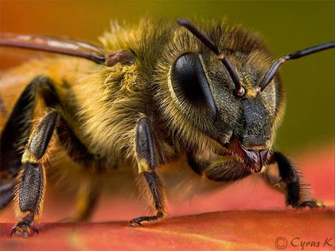 Bee close-up Bee Face, Macro Fotografie, Macro Photography Insects, Foto Macro, Buzzy Bee, Bees And Wasps, Bee Friendly, Bee Tattoo, Beautiful Bugs