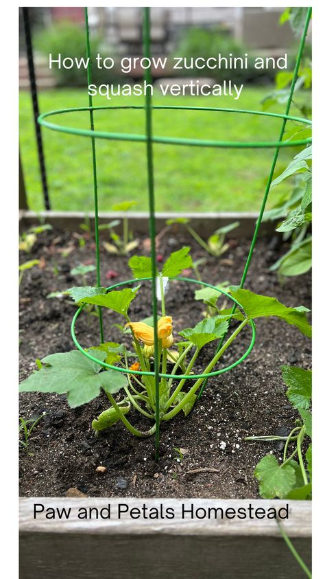 Is your zucchini and squash plants taking over your garden? Do you want to grow zucchini and squash, but your think you don't have enough room? This new way of growing will definitely help you. How To Grow Zucchini, Gem Squash, Grow Zucchini, Crookneck Squash, Growing Squash, Zucchini And Squash, Growing Zucchini, Squash Plant, Squash Varieties