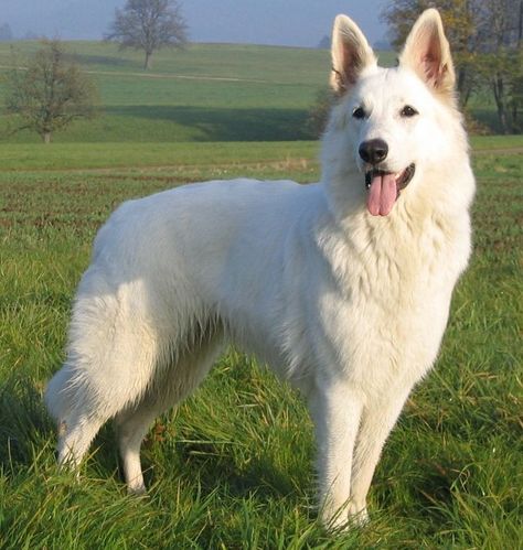 White Swiss Shepherd, White Shepherd, White German Shepherd, 강아지 그림, White Dog, Sweet Dogs, Shepherd Puppies, German Shepherd Puppies, White Dogs