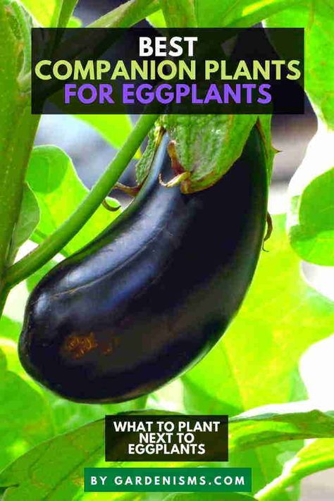 Best Companion Plants for Eggplants (Full List) - Gardenisms Eggplant Companion Planting, Eggplant Trellis, Eggplant Companion Plants, Growing Eggplant, Best Companion Plants, Companion Planting Vegetables, Companion Gardening, Garden Companion Planting, Egg Plant