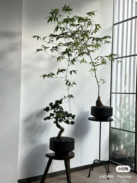 Japanese Indoor Plants, Japanese Plants, Japandi Home, Indoor Bonsai Tree, Japanese Tree, Indoor Bonsai, Japanese Decor, Plant Decor Indoor, Plant Vase