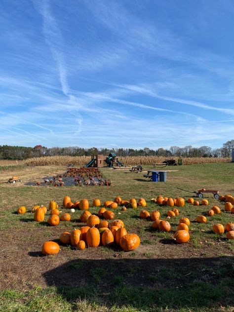 Visit an apple orchard or pumpkin patch this fall 🎃🍎🍂 Fall Activity, Pumpkin Season, Apple Orchard, Pumpkin Seasoning, Fall Pictures, Autumn Activities, Ottawa, Pumpkin Patch