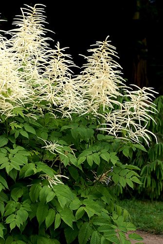 Aruncus dioicus - Goatsbeard, Goat's Beard, Bride's Feathers Native to South Carolina. Shade North Carolina Plants, Part Shade Flowers, Goats Beard, Different Types Of Plants, Woodland Gardens, Shade Garden Plants, Flowers To Grow, Shade Gardens, Shade Flowers