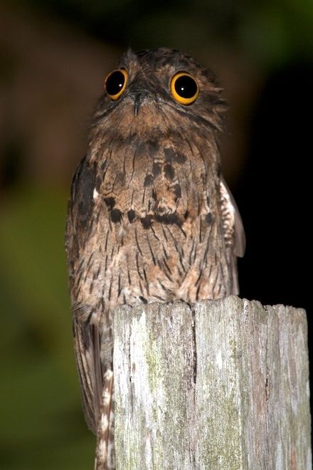 The Potoo bird always looks like it saw something horrifying - Imgur Funny Birds, Arte Fantasy, Pretty Birds, Bird Photo, Weird Animals, Beautiful Creatures, Beautiful Birds, Animal Photography, Pet Birds