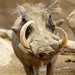 Warthog | San Diego Zoo Animals African Animals Photography, Animals Of Africa, Wild Animals Photography, Desert Animals, Wild Animals Pictures, Animals Photography, Rare Animals, Cool Animals, Wild Boar