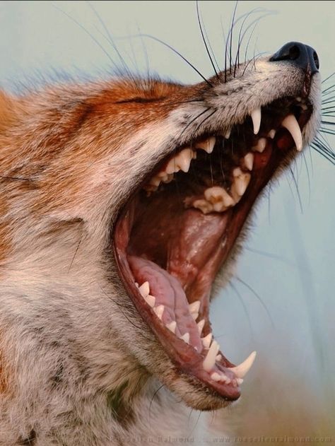 Fox Yawning, Fox Teeth, Fox Anatomy, Animal Mouth, Fox Facts, Maned Wolf, Animal Teeth, Arte Sailor Moon, Animal Study