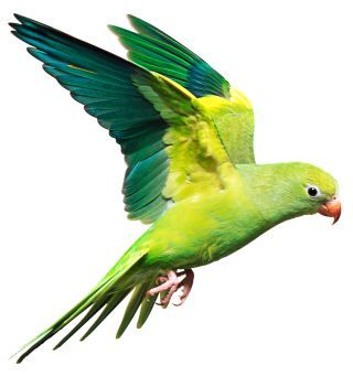 Parrot Flying, Bird Control, What Is A Bird, Nature Birds, All Birds, Bird Pictures, Colorful Birds, Bird Species, Image Hd