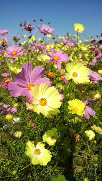 Google+ Wedding Flowers Wildflowers, Yellow Plants, Cosmos Flowers, Flowers For You, Flowers Nature, Beautiful Blooms, Flower Field, Spring Garden, Love Flowers