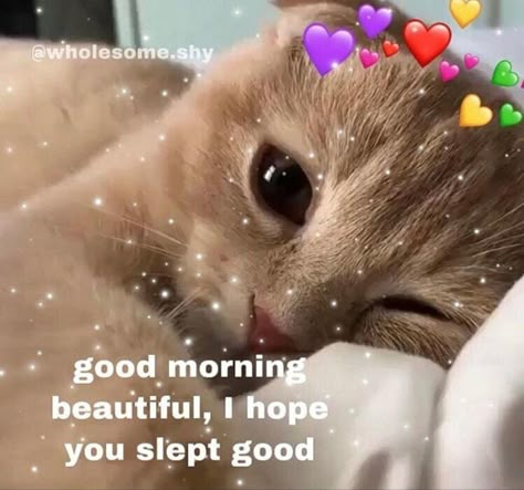 Good Morning Cutie, Good Morning Cat, Wholesome Pictures, Morning Cat, Cute Love Memes, Crush Memes, Snapchat Funny, Cute Messages, Relationship Memes