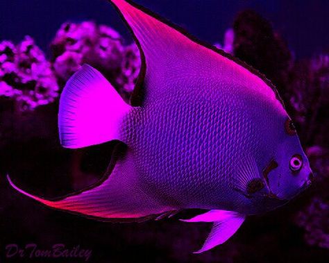 Lilac Lavender Queen Angelfish Turtles Photography, Queen Angelfish, Aquarium Photography, Saltwater Aquarium Setup, Saltwater Aquarium Fish, Creature Marine, شرم الشيخ, Saltwater Fish Tanks, Pretty Fish