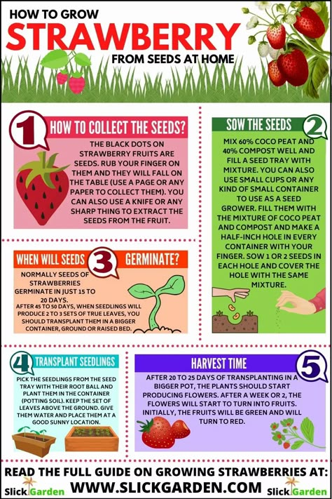 How to Grow Strawberry from Seeds at Home – Slick Garden Growing Strawberries In A Pot, How To Grow Strawberries In A Pot, Strawberry Fertilizer, Strawberry Planting, Gardening Infographic, How To Grow Strawberries, Smart Farming, Strawberry Planter, Grow Strawberries