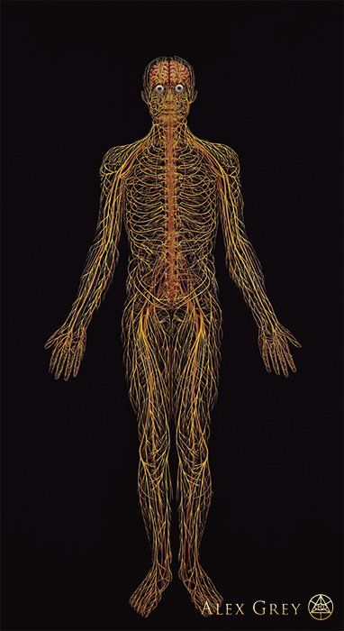 Nervous System | Alex Grey Alex Gray Art, Nervous System Anatomy, Sistem Saraf, Human Nervous System, Grey Artwork, Systems Art, Alex Grey, Human Body Anatomy, Medical Anatomy