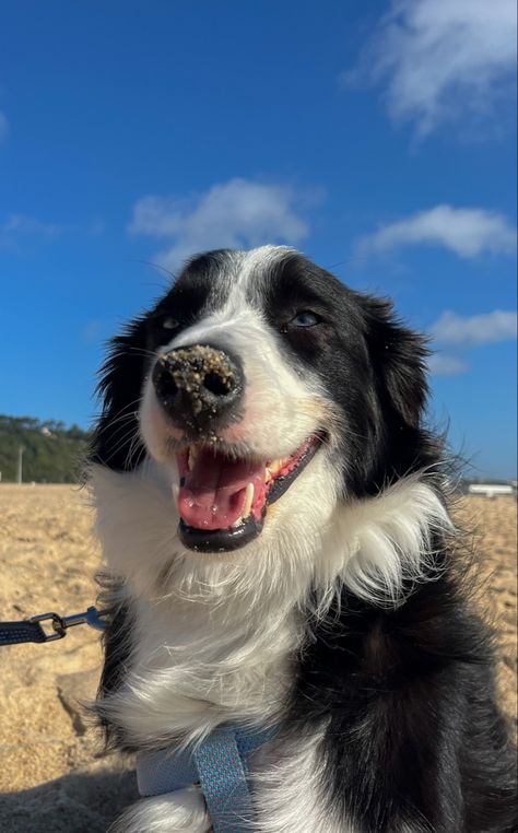 cute border collie doggy in the beach with sandy nose, dog aesthetic Border Collie Swimming, Border Collies Aesthetic, Border Collie Aesthetic, Cute Border Collie, Cute Border, 2024 Board, Dog Angel, Dog Aesthetic, Cute Borders