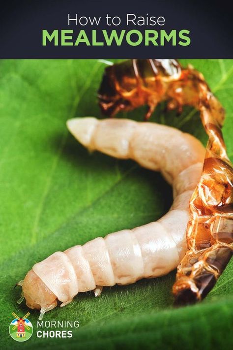 How to Raise Mealworms for Chickens in 4 Simple Steps: A Beginner’s Guide Mealworms For Chickens, Meal Worms Raising, Mealworm Farm, Raising Turkeys, Urban Chicken Farming, Meal Worms, Portable Chicken Coop, Homemade Ideas, Urban Chickens