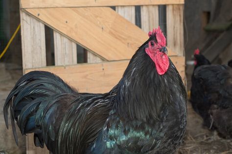 Black Giant Chicken, White Chicken Breeds, Sultan Chicken, Largest Chicken Breed, Chickens For Beginners, Black Australorp, Jersey Giant, Laced Wyandotte, Heritage Chickens