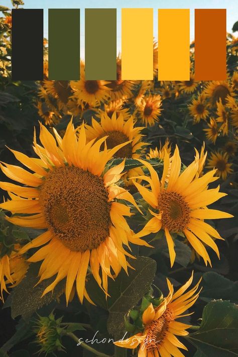 Yellow Palette, Orange Color Palettes, Sunflower Colors, Yellow Colour Scheme, Color Palette Yellow, Pintura Exterior, Color Schemes Colour Palettes, Natural Decor, Nature Color Palette