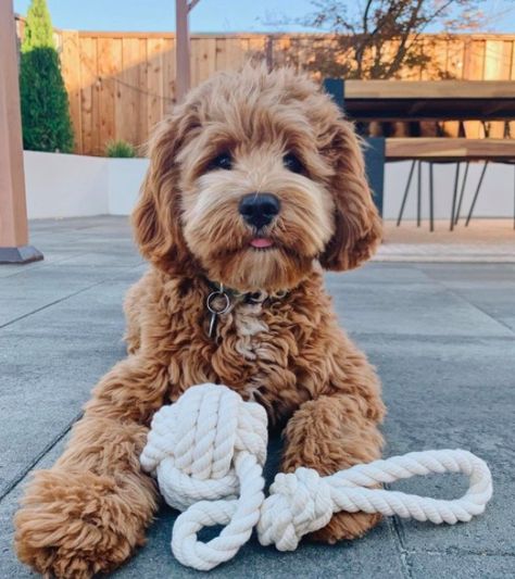 Cocker Spaniel Mix Poodle (Ultimate Cockapoo Breed Guide) | PupTraveller Miniature Cockapoo, Cocker Spaniel Poodle Mix, Cocker Poodle, Poodle Cross Breeds, Cocker Spaniel Poodle, Poodle Mix Puppies, Cocker Spaniel Mix, Cute Goats, Cute Animals Puppies