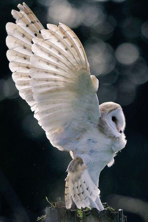 Scops Owl, Bird Kite, Animal Habitat, Barn Owls, Animals Photography, Hogwarts Legacy, Spirit Animals, Owl Pictures, Beautiful Owl