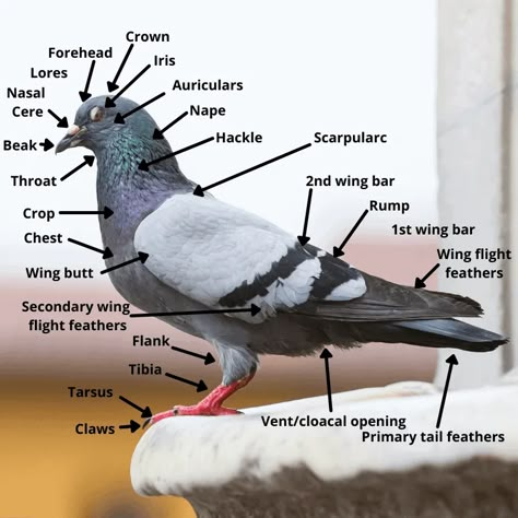 Peagons Bird, Pigeon House Ideas Diy, Pigeons As Pets, Cardboard Pigeon, Pigeon Facts, Pigeons Aesthetic, Pigeon Reference, Pigeon Aviary, Pigeon Keeping