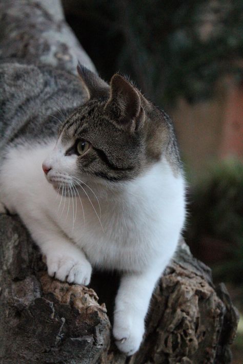 Very pretty tabby and white cat #cat #feline #tabbycat White And Brown Tabby Cat, White And Tabby Cat, White And Grey Tabby Cat, Maddie Core, Tabby Cat Pictures, Profile Reference, Gray And White Cat, White Tabby Cat, Brown Cats