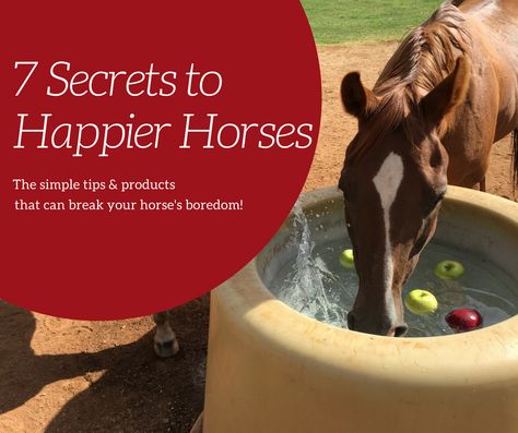 Help beat boredom with our 7 tips for happier horses! #horsecare #happypets #horselover Horse Boredom Busters Diy, Toys For Horses, Ranch Plans, Horse Behavior, Saddle Horse, Horse Things, Horse Tips, English Saddle, Boredom Busters