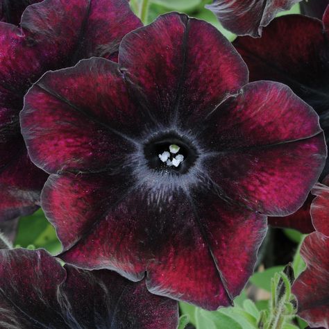 Black Petunias, Flower Crew, Gothic Flowers, Goth Garden, Gothic Garden, Black Garden, Moon Garden, Nothing But Flowers, Flower Therapy