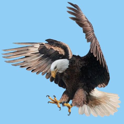 Eagle Reference Photo, Eagle Reference Drawing, Eagle Landing Tattoo, Bald Eagle Reference, Bird Attacking, Eagle Reference, Bald Eagle Drawing, Eagle Attacking, Landing Eagle