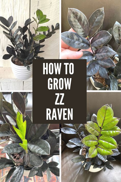 ZZ-Raven Raven Plant, Zz Raven, Raven Zz Plant, Zz Plant Care, Zz Plants, Houseplant Collection, Plant Friends, Plants Diy, Plant Mama