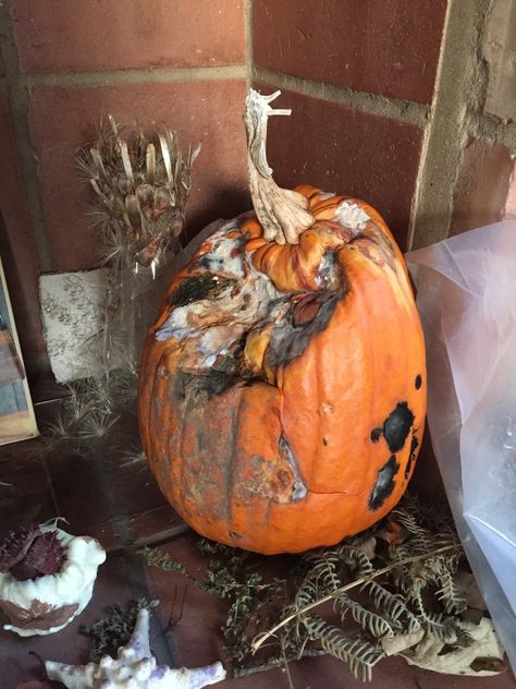 Rotting Reference, Rotting Pumpkin Drawing, Rotten Pumpkin Drawing, Rotting Food Art, Decaying Pumpkin, Pumpkin Reference, Rotting Pumpkin, Rotten Pumpkin, Rotting Fruit