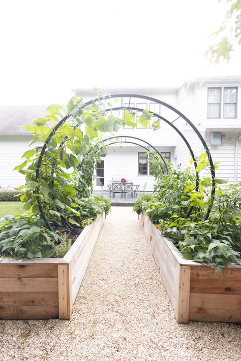 Gardenary's Modern Arch Trellis in Raised Garden Beds • Gardenary Vining Vegetables, Steel Edging, Arch Trellis, Cedar Garden, Veg Garden, Classic Kitchen, Vegetable Garden Design, Garden Boxes, Garden Bed