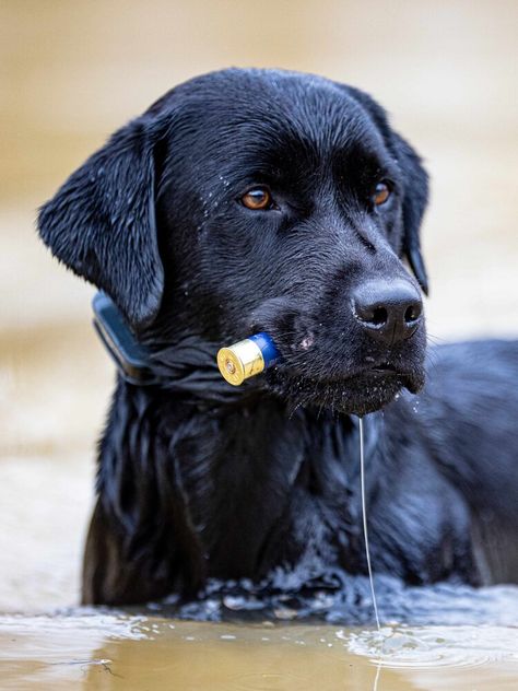 Gentleman Bobwhite — gentlemanbobwhite Labrador Retriever Aesthetic, Labrador Retriever Tattoo, Labrador Retriever Drawing, Drawing Labrador, Retriever Drawing, Labrador Retriever Chocolate, Pfp Dog, Dog Easter Basket, Duck Hunting Dogs