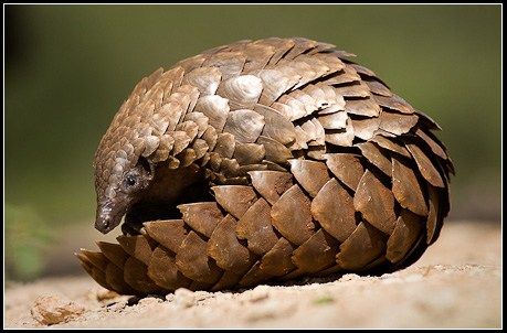 Pangolins are the only mammals alive today that have bodies covered with thick, keratin scales - the same substance human nails are made from! It's no wonder this scaly squee has many nicknames like "scaly anteater", or "living pine cone", etc. Indian Pangolin, Funny Animal Names, Animal Names, Unusual Animals, Endangered Animals, 웃긴 사진, Weird Animals, Pine Cone, Animal Photo