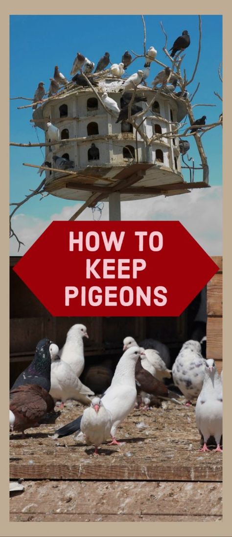 Pigeon Coop Ideas, Diy Pigeon Coop, Pigeon Bird House, Pigeon Nest Box Ideas, Pigeon House Ideas Diy, Pigeon Cage Ideas, Diy Pigeon Cage, Pigeon House Ideas, Pigeon Nesting Boxes Diy