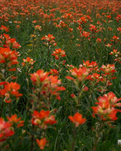 Can you believe how vibrant these Indian paintbrush flowers are? 🧡 Spring is definitely in full swing! Make sure to follow @chaseprettyplaces for more content like this. DM to collaborate. 🤝 . . . #Texas #spring #springishere #indianpaintbrush #wildflowers #nature #photography Paintbrush Flower, Indian Paintbrush Flowers, Texas Spring, State Flowers, Witch Queen, Indian Paintbrush, Spring Is Here, Paint Brushes, Wild Flowers