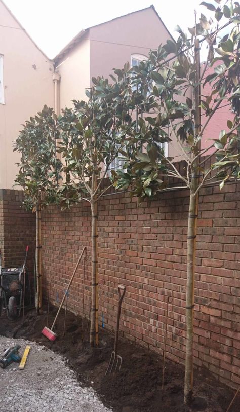 Cottage Courtyard, Georgian Cottage, Brick Wall Gardens, Small Courtyard Gardens, Courtyard Gardens Design, Garden Privacy, Back Garden Design, Aesthetic Garden, Walled Garden