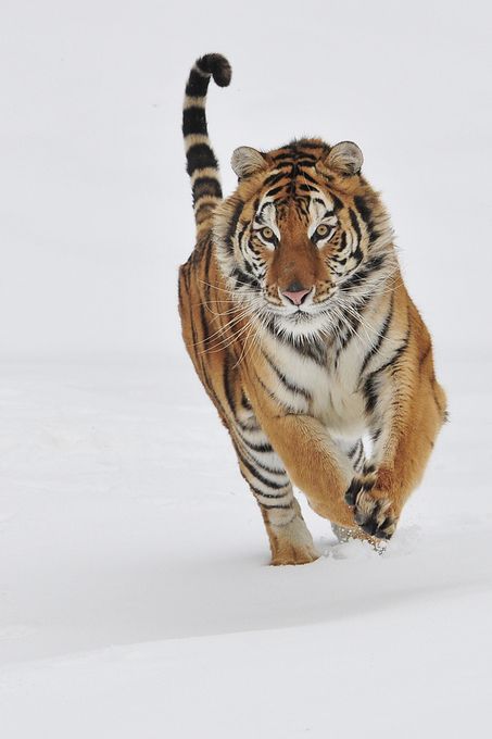 "SiberianTigerCharging" by anitae403! Find more inspiring images at ViewBug - the world’s most rewarding photo community. http://www.viewbug.com/photo/44339011 Tiger Quotes, Snow Tiger, Cat Species, Animal Spirit, Siberian Tiger, Most Beautiful Animals, Wild Creatures, Reference Pictures, Majestic Animals