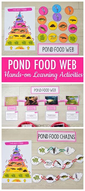 Pond Biome Food Web and Food Chains Learning Resources Pond Food Chain, Food Web Project, Food Webs Projects, Food Chain Activities, Grassland Biome, Food Web Activities, Pond Habitat, Water Unit, Earth Science Activities