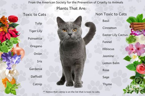 There has been quite a debate raging in recent months over the use of essential oils on cats. Though many veterinarians have been using various essential oils in a variety of applications on cats and other animals for many years with no adverse effects, some cat owners have... Essential Oils Cats, Cats Plants, Toxic To Cats, Pets Stuff, Now Essential Oils, Pet Tips, Cat Plants, Cat Essentials, Cat Info