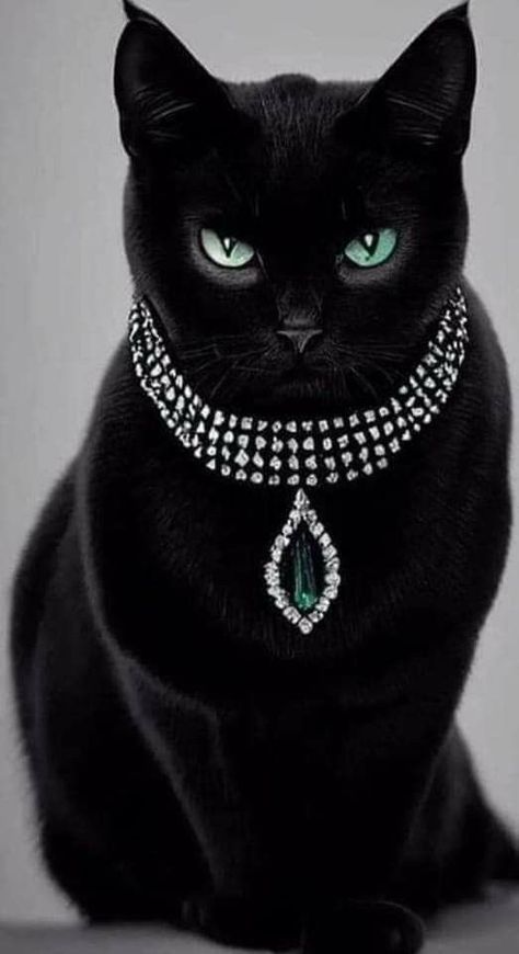 Black cat breeds