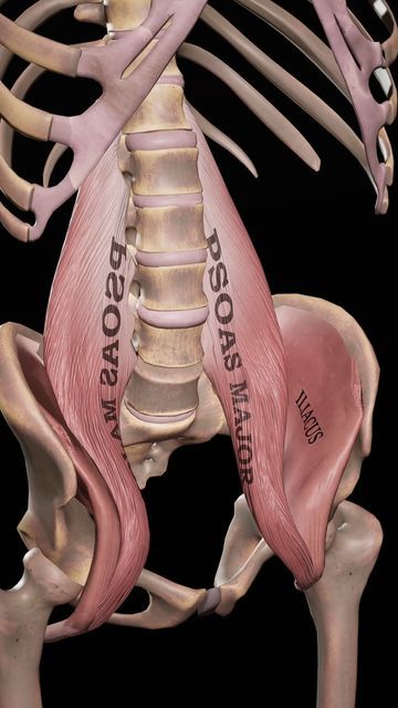 Iliopsoas Muscle, Muscles Anatomy, Human Anatomy Model, Rehab Exercises, Cable Workout, Anatomy Models, Muscle Anatomy, Workout Games, Like Button